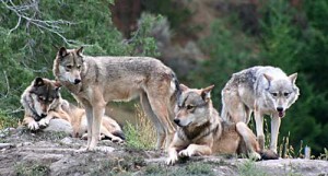 Another game-changing capability of the 5th generation aircraft is the platform's ability to function within a wolf pack, utilizing all of the deployed assets for control of 360 degree space. (Credit: Bigstock) Another game-changing capability of the 5th generation aircraft is the platform's ability to function within a wolf pack, utilizing all of the deployed assets for control of 360 degree space. (Credit: Bigstock)