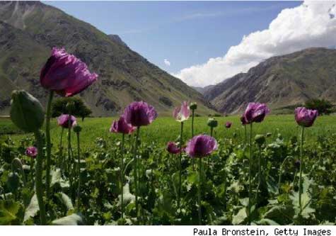 (Credit: http://www.politicsdaily.com/2010/03/09/gao-in-afghanistans-counter-drug-campaign-the-police-are-the/) (Credit: http://www.politicsdaily.com/2010/03/09/gao-in-afghanistans-counter-drug-campaign-the-police-are-the/)