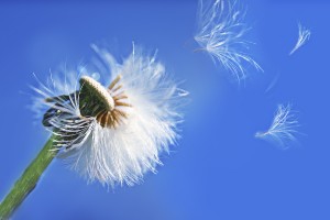 bigstock-dandelion-in-the-wind-22219676